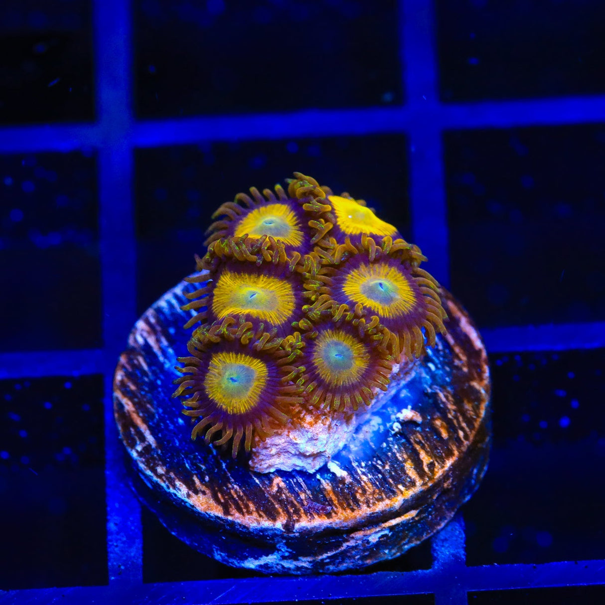 King Midas Zoanthids Coral