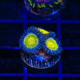 TSA Frozen Apple Zoanthids Coral