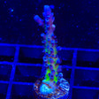 RR Aussie Gold Acropora Coral