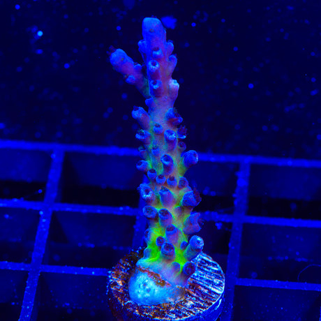 RR Aussie Gold Acropora Coral