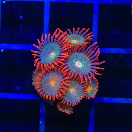 Gatorade Zoanthids Coral