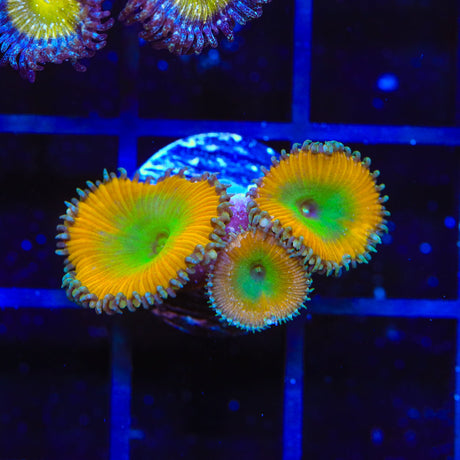 TSA Lemon Twist Palythoa Coral