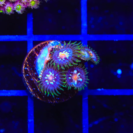 JF Daisy Cutter Zoanthids Coral