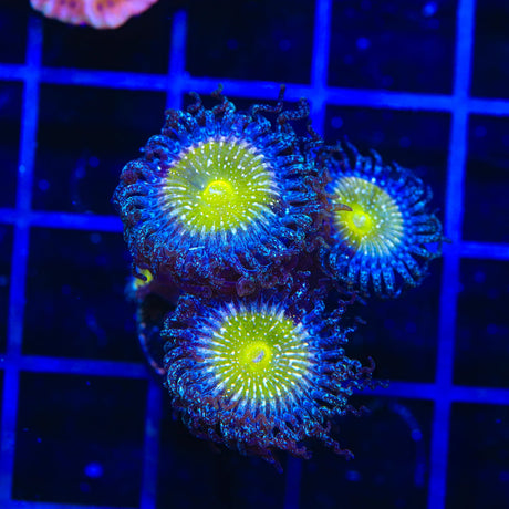 TSA Frozen Apple Zoanthids Coral