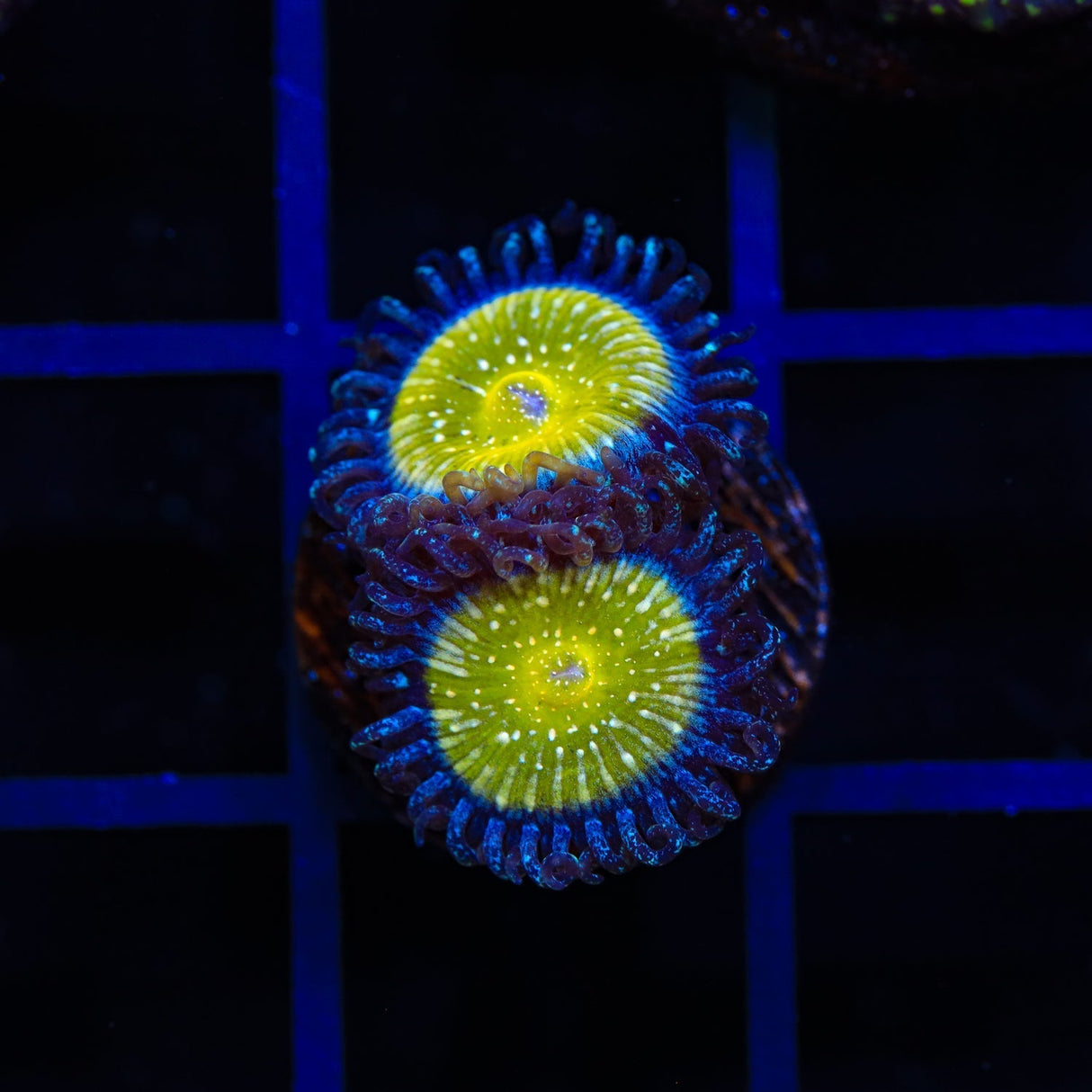 TSA Frozen Apple Zoanthids Coral