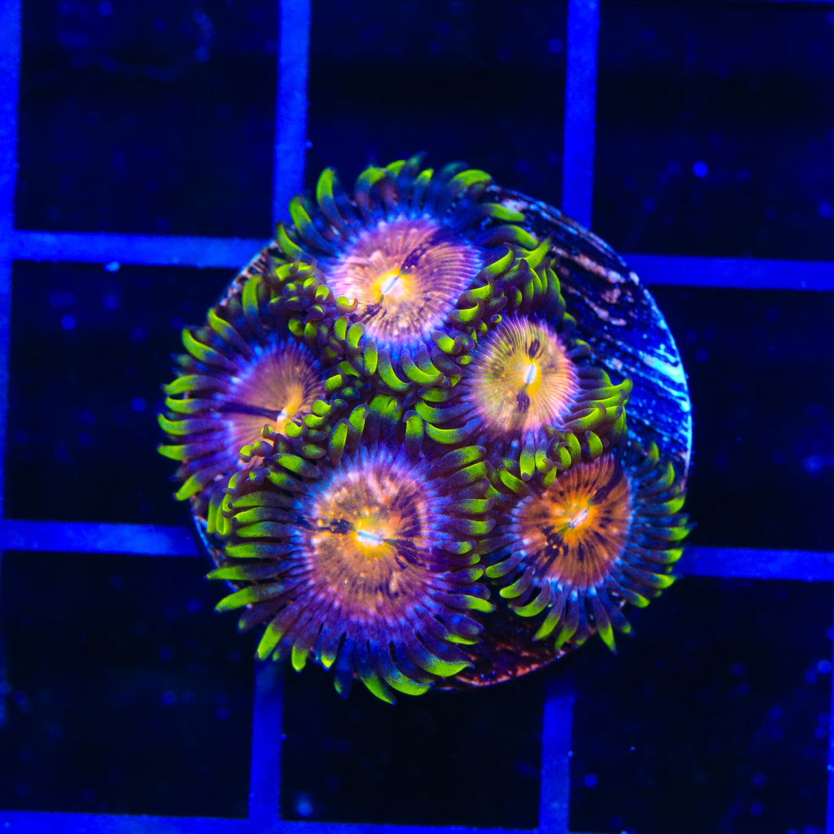 WWC Nirvana Zoanthids Coral