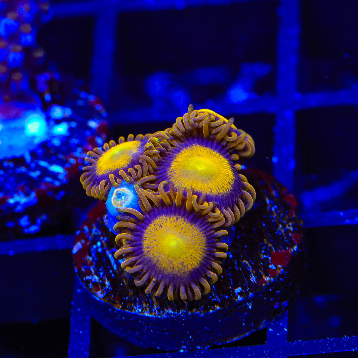 King Midas Zoanthids Coral - Top Shelf Aquatics