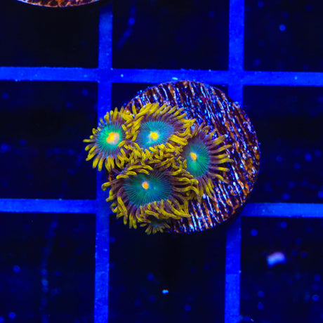 Green Bay Packers Zoanthids Coral