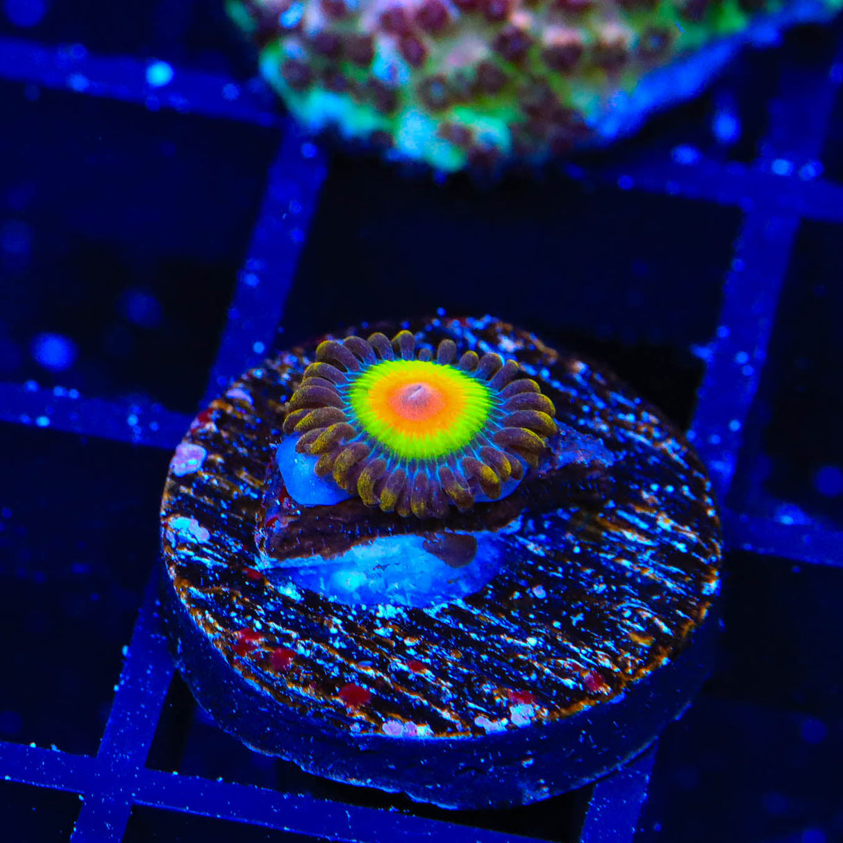 Rasta Zoanthids Coral - Top Shelf Aquatics