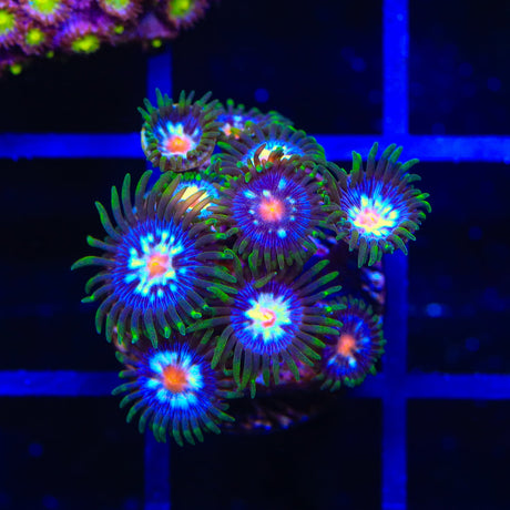 JF Daisy Cutter Zoanthids Coral