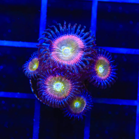 TSA Rainbow Spectrum Zoanthids Coral