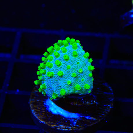 Short Tentacle Toadstool Coral