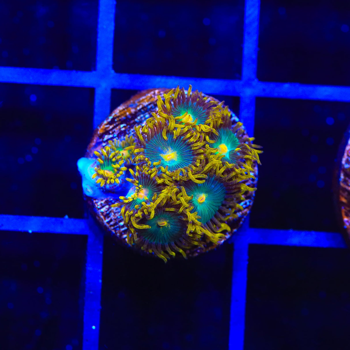 Green Bay Packers Zoanthids Coral