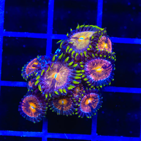 WWC Nirvana Zoanthids Coral