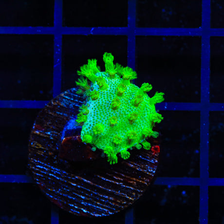 Neon Polyp Toadstool Coral
