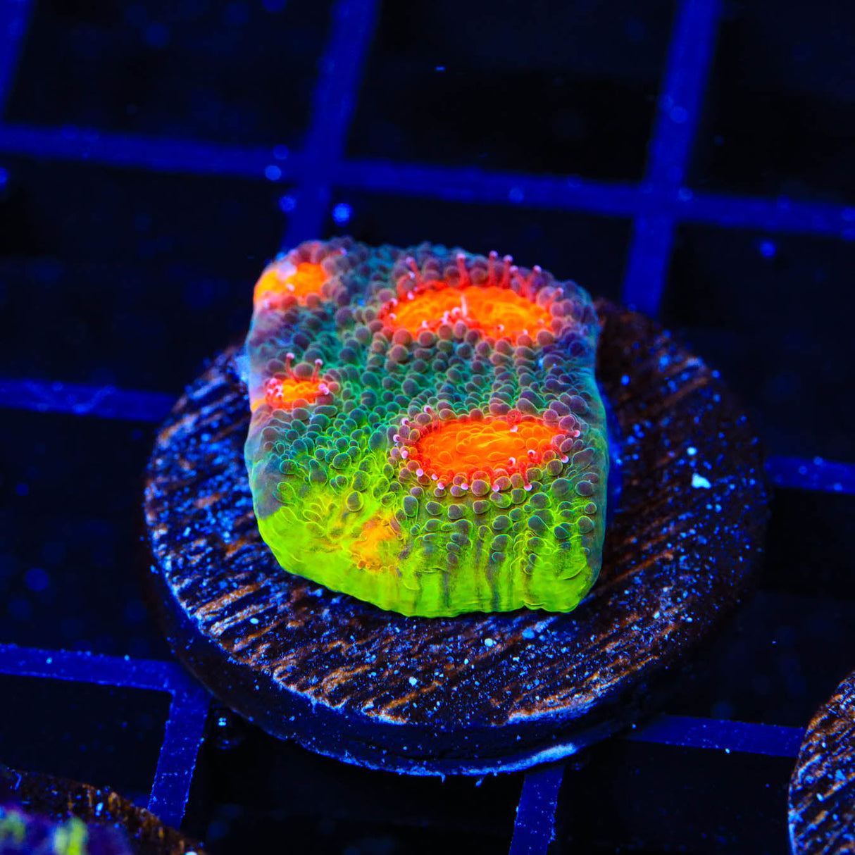 JF My Miami Chalice Coral - Top Shelf Aquatics