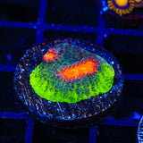 JF My Miami Chalice Coral