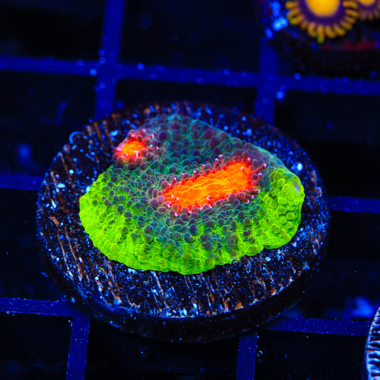 JF My Miami Chalice Coral