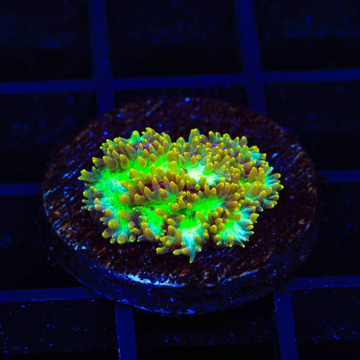 TSA Gamma Knife Hydnophora Coral