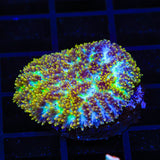 TSA Gamma Knife Hydnophora Coral