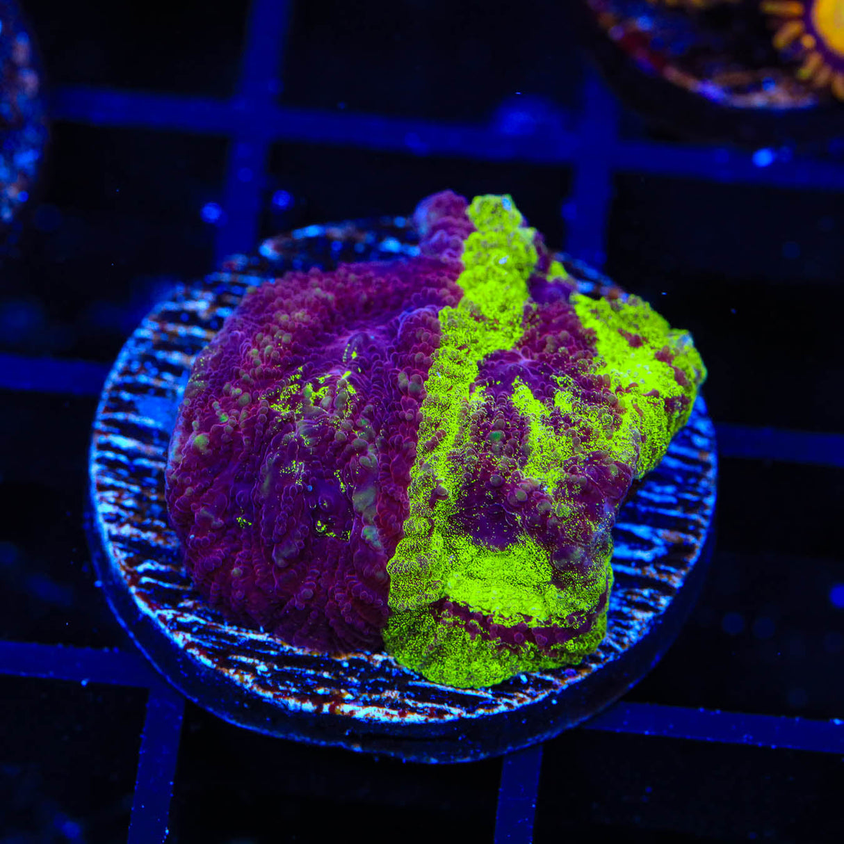 TSA Big Bang Favia Coral - Top Shelf Aquatics