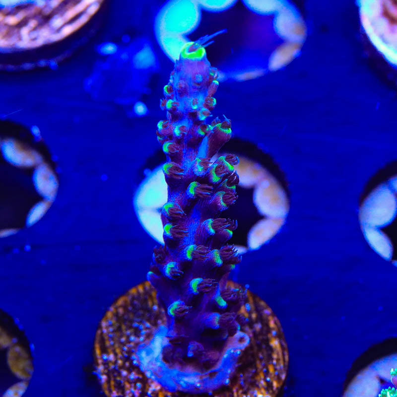 TSA Exquisita Stag Acropora Coral