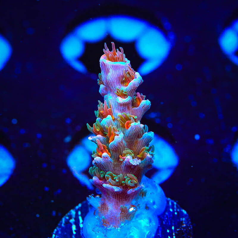 TSA Death Grimace Acropora Coral