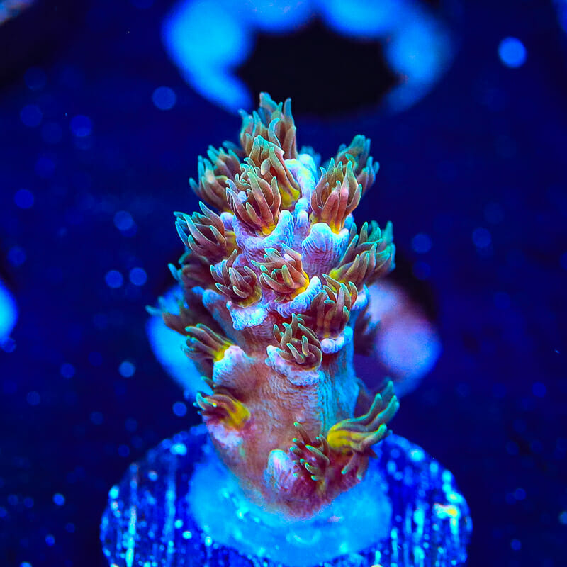 TSA Death Grimace Acropora Coral