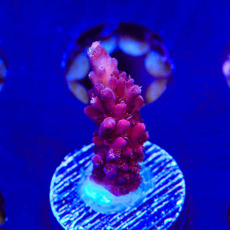 PC Rainbow Acropora Coral - (Almost WYSIWYG) - Top Shelf Aquatics 