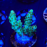 TSA Dan Aykroyd Acropora Coral