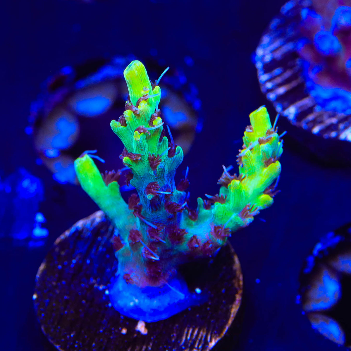 Tyree Pink Lemonade Acropora Coral – Top Shelf Aquatics