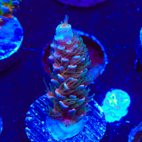 TSA Haymaker Acropora Coral