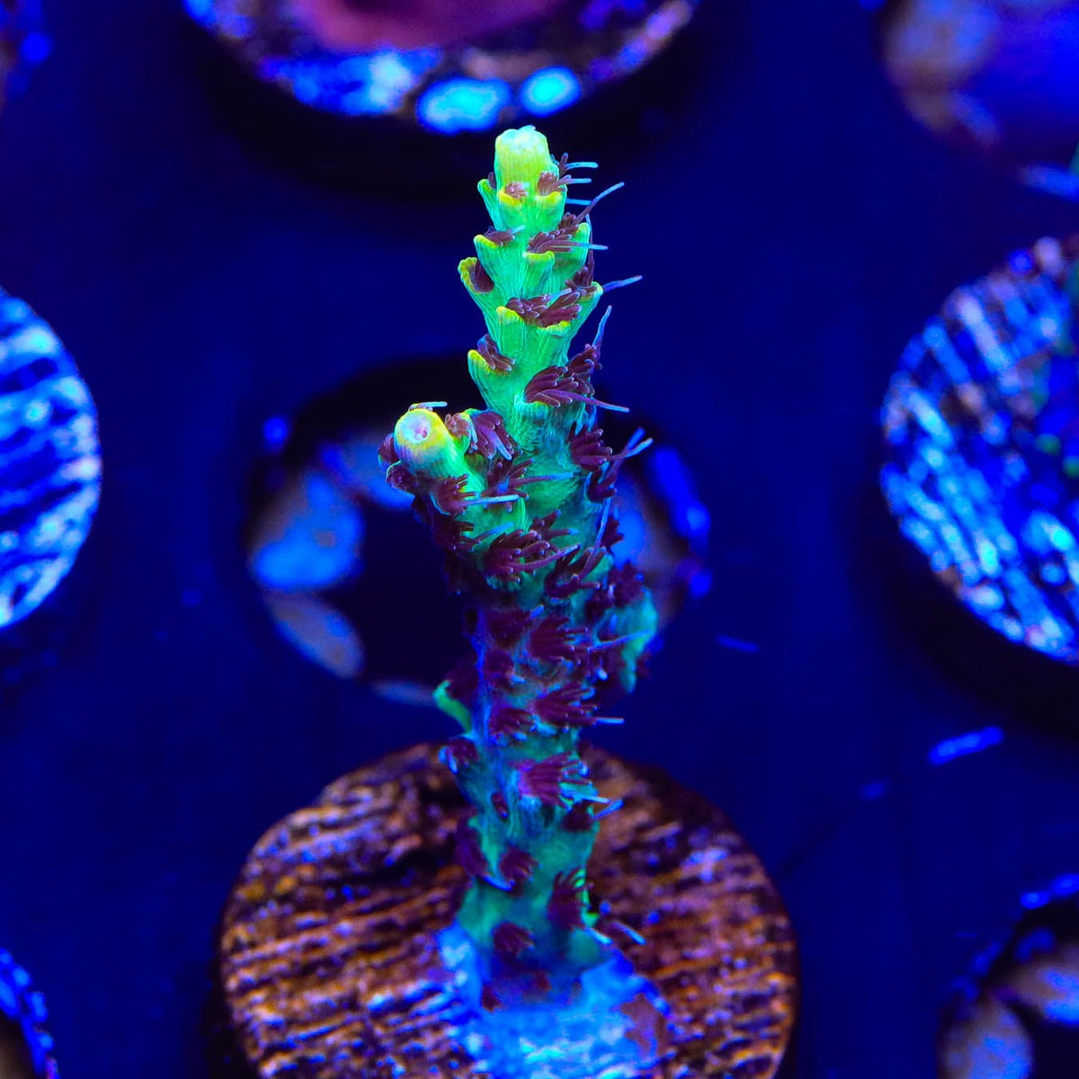 Tyree Pink Lemonade Acropora Coral | Top Shelf Aquatics