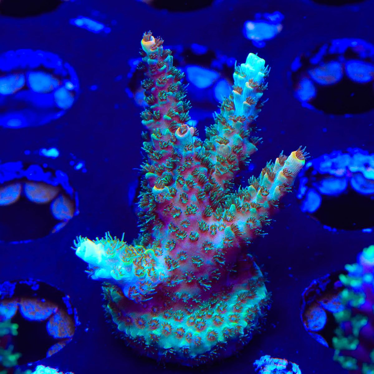 TSA Dan Aykroyd Acropora Coral – Top Shelf Aquatics