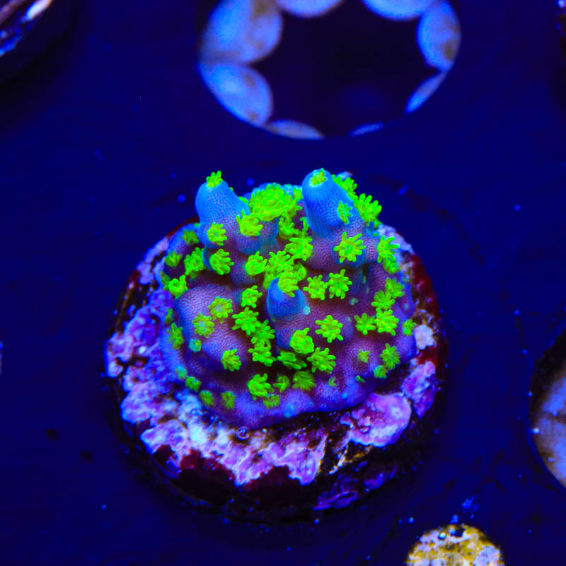TSA Sour Patch Acropora Coral