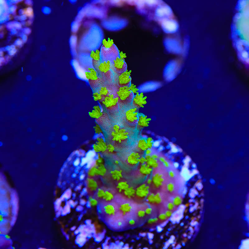TSA Sour Patch Acropora Coral