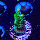 TSA Dan Aykroyd Acropora Coral