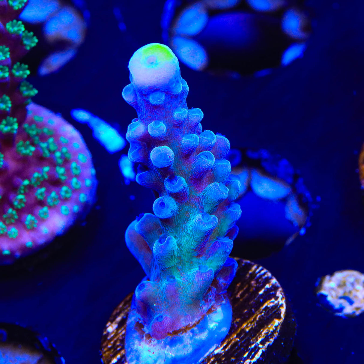 WWC Yellow Tip Acropora Coral