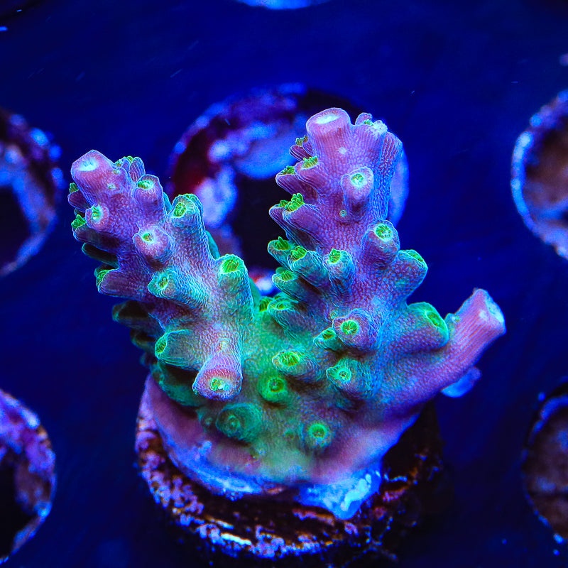 JF Shocktart Acropora Coral