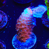 TGC Cherry Bomb Acropora Coral