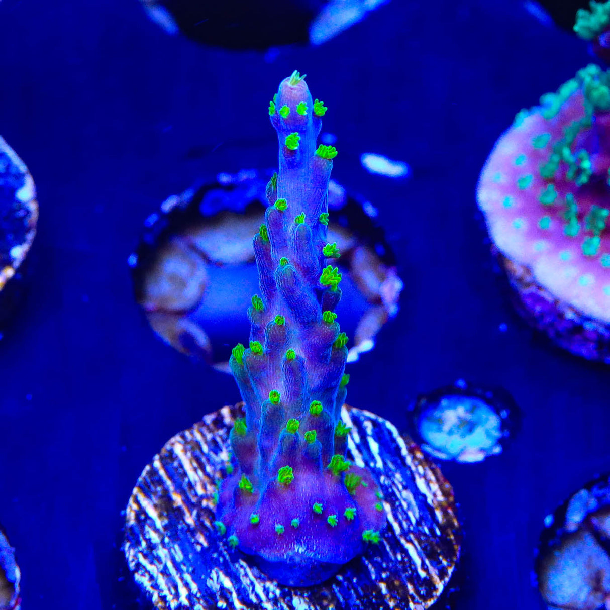 Garf Bonsai Acropora Coral