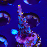 TSA Spyro the Dragon Acropora Coral