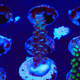 TSA Sin City Acropora Coral