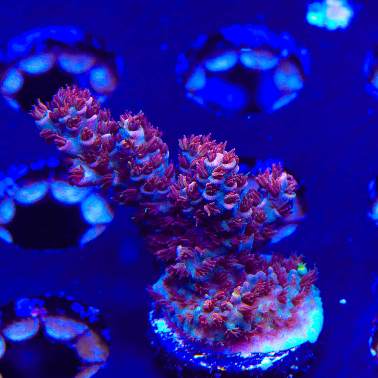 TSA Daydream Acropora Coral