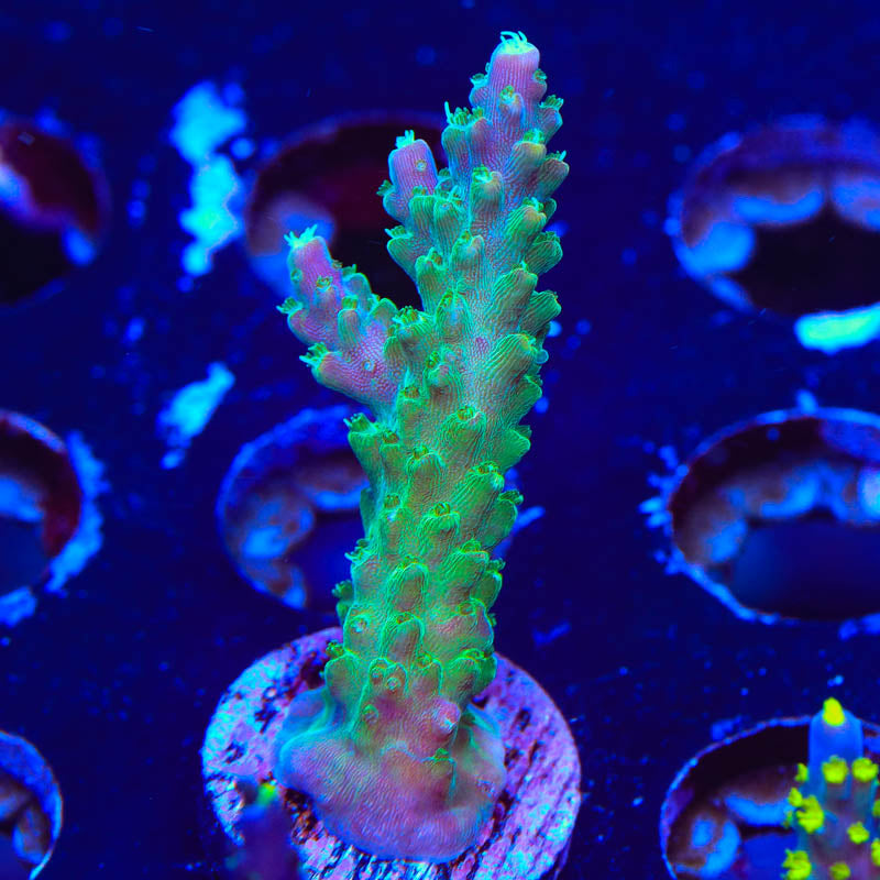 JF Shocktart Acropora Coral