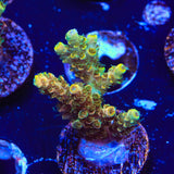 TSA Bill Murray Acropora Coral