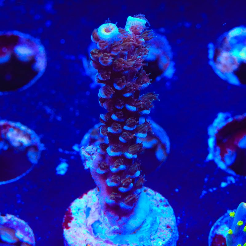 TSA Sin City Acropora Coral