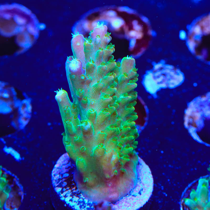 JF Shocktart Acropora Coral – Top Shelf Aquatics