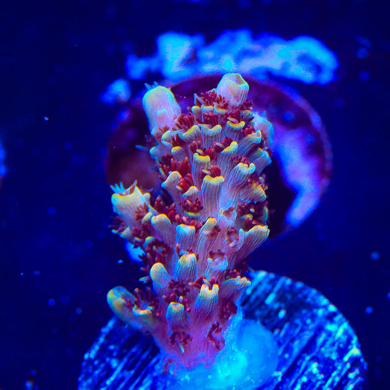 TSA Habanero Acropora Coral