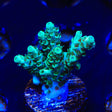 TSA Dan Aykroyd Acropora Coral